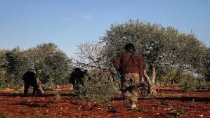 تركيا تعتمد على زيتون عفرين لسد احتياجاتها!