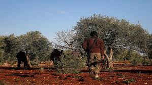 تركيا تعتمد على زيتون عفرين لسد احتياجاتها!