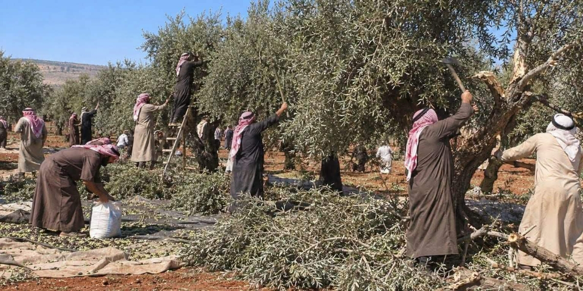 خلال موسم القطاف... منظمة حقوقية توثّق فرض إتاوات وقطع أشجار وسرقة محصول الزيتون في عفرين...