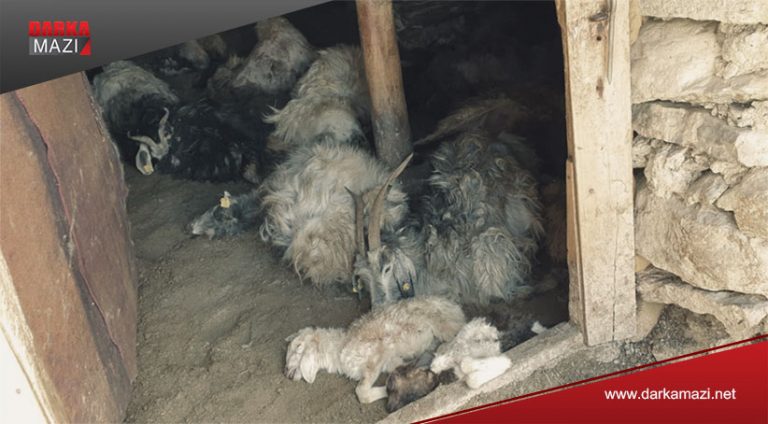 هرچ چوو د كۆتانێ ڤه‌ و قه‌تلعامه‌ك كر