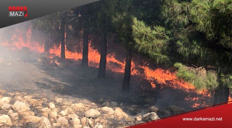 شهوات ب دارستانێن رهایێ كهت