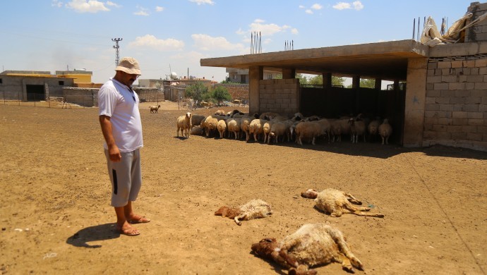 ژبەر نەبوونا ئاڤێ حەیوانێن گوندیان مرن