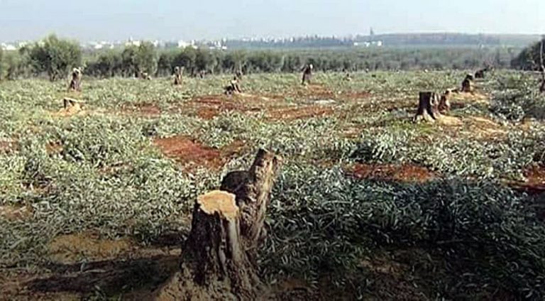 ترکیێ ل عەفرنێ دار زەینتوون و دار هنار ژی ئەنفال کرن