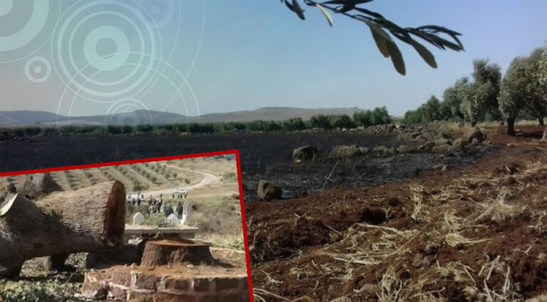 دارێن تەمەنێ وان 150 سال ل عەفرینێ دهێنه‌ بڕین