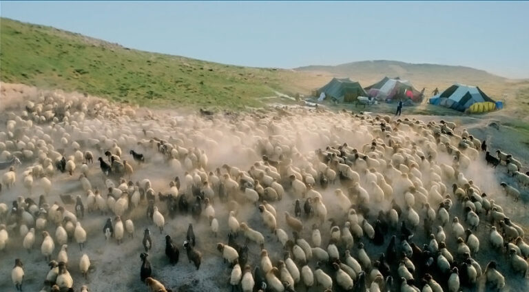 پارێزگارییا مووشێ زۆزان ل کۆچەرێن ئامهدێ قەدەغە کر