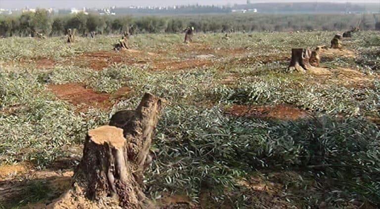 کۆمێن چەکدارێن گرێدایی ترکیێ ل عەفرینێ 120 دارێن زەیتوونان یێن وەلاتیەکێ کورد برین