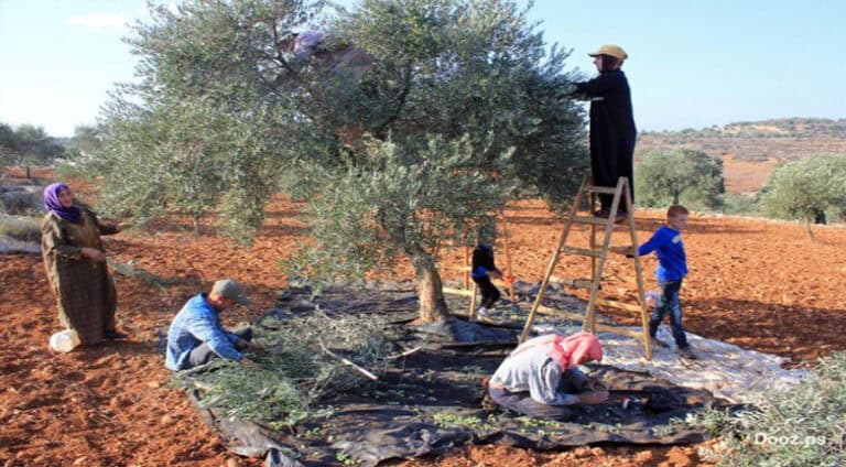 ل عەفرینێ 3 وەلاتیێن کورد ژ بەر کو ل دژی باجا زەیتوونان دەرکەتن ھاتن رەڤاندن