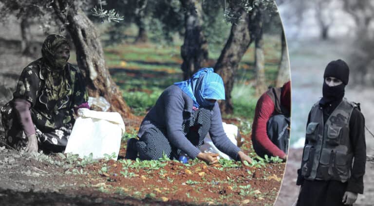 zeyt ji pîrejineke Efrînî