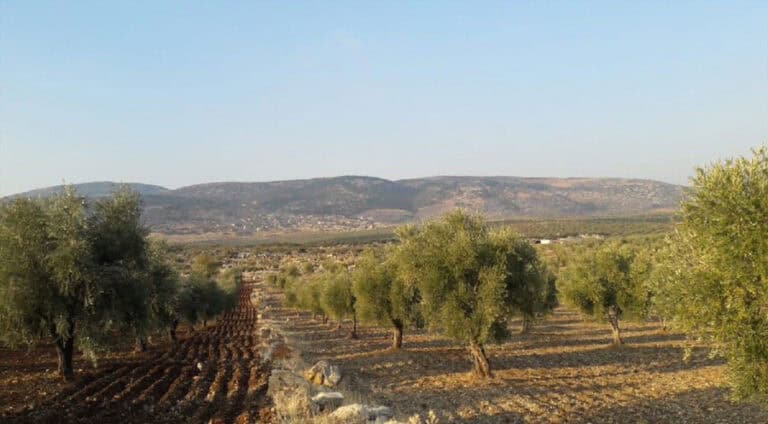 efrin-zayton-bilbil-kurd-rojava-turkey