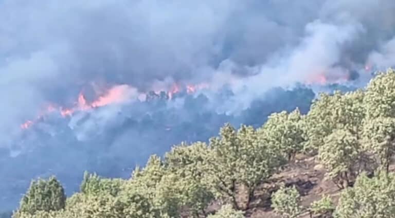 ژ بەر شەرێ پەکەکێ و ترکیێ ب سەدان دۆنم دارستان شەوتین